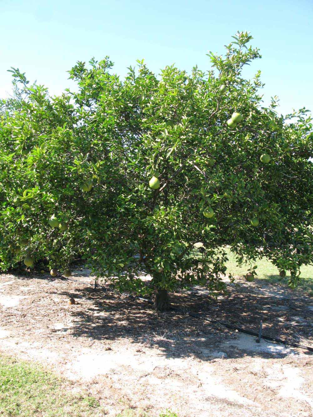            Habit (Winter Haven, FL)   